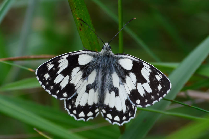 Marbled White